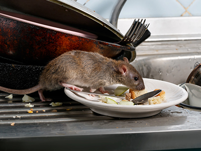 Rodent treatment image