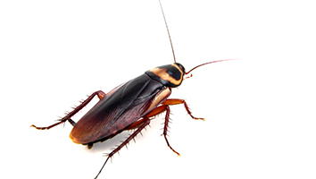 Cockroach control image