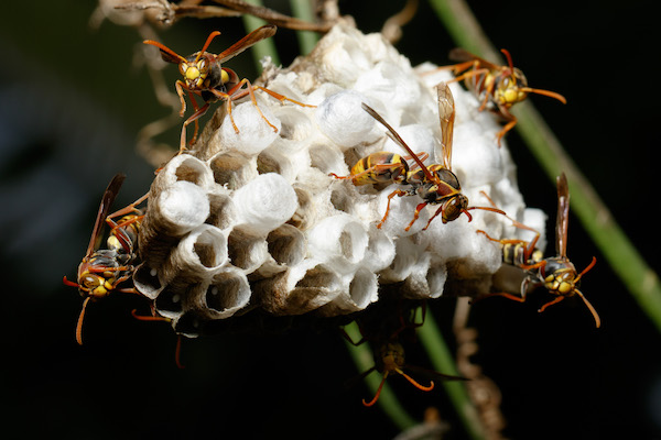 Wasp Pest Control