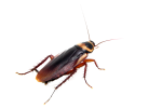 cockroaches pest control