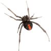 Spider treatment with pest control